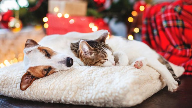 Regali Di Natale Per Gatti.Natale 2019 I Migliori Regali Per Gli Amanti Degli Animali Fastweb