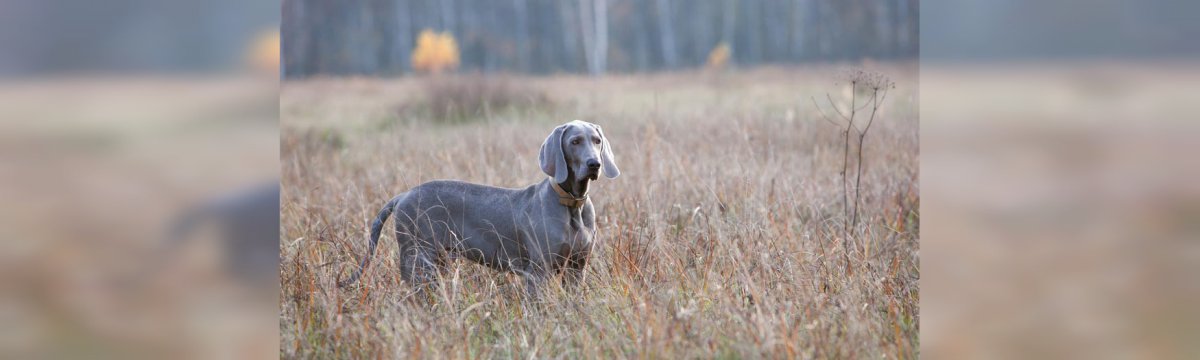 Adottare Un Cane Siti E App Che Possono Aiutare Fastweb